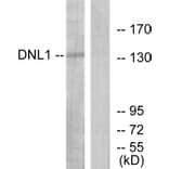 Western Blot - Anti-DNL1 Antibody (C13044) - Antibodies.com