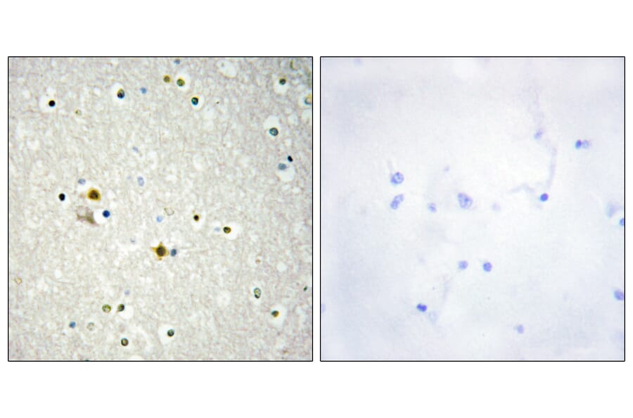 Immunohistochemistry - Anti-DNL1 Antibody (C13044) - Antibodies.com