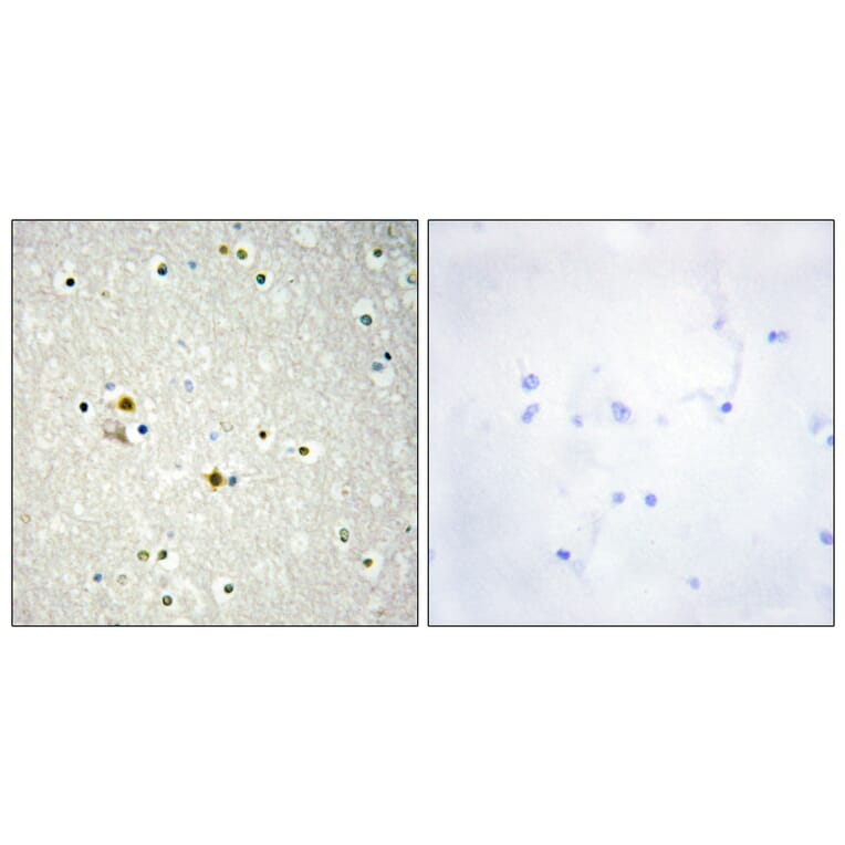 Immunohistochemistry - Anti-DNL1 Antibody (C13044) - Antibodies.com