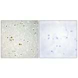 Immunohistochemistry - Anti-DNL1 Antibody (C13044) - Antibodies.com
