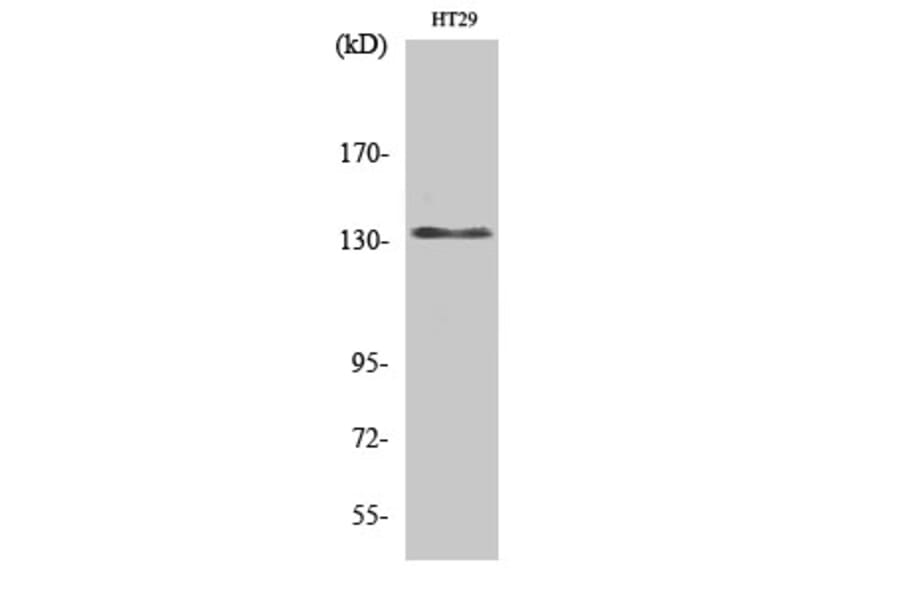 Western Blot - Anti-DNL1 Antibody (C13044) - Antibodies.com