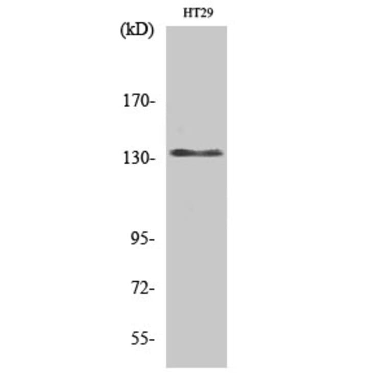 Western Blot - Anti-DNL1 Antibody (C13044) - Antibodies.com