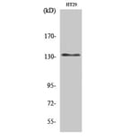 Western Blot - Anti-DNL1 Antibody (C13044) - Antibodies.com