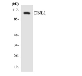 Western Blot - Anti-DNL1 Antibody (R12-2708) - Antibodies.com