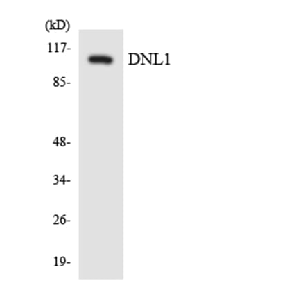 Western Blot - Anti-DNL1 Antibody (R12-2708) - Antibodies.com