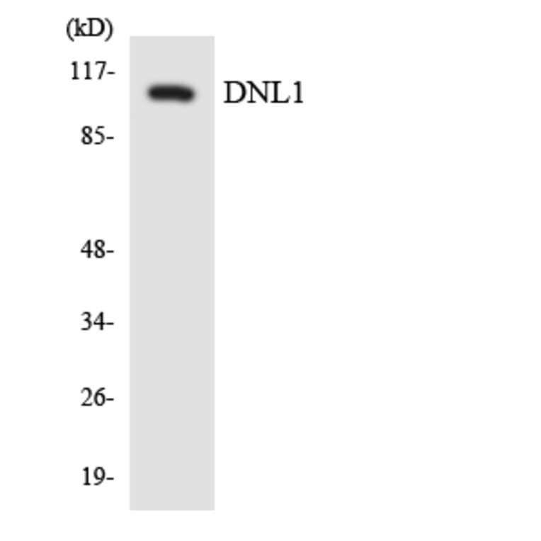 Western Blot - Anti-DNL1 Antibody (R12-2708) - Antibodies.com