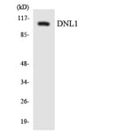 Western Blot - Anti-DNL1 Antibody (R12-2708) - Antibodies.com