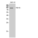Western Blot - Anti-DLG2 Antibody (C15365) - Antibodies.com
