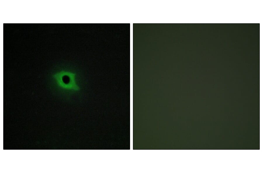 Immunofluorescence - Anti-DGKK Antibody (C11181) - Antibodies.com