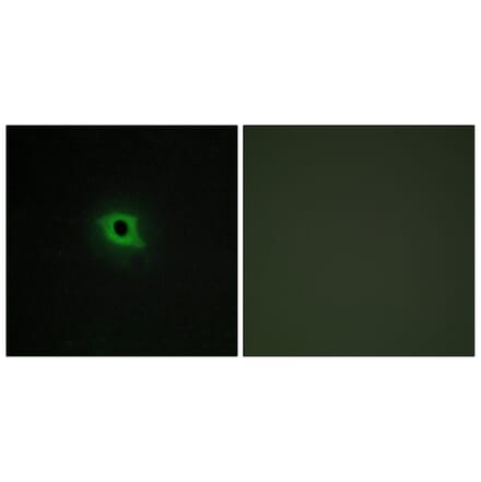 Immunofluorescence - Anti-DGKK Antibody (C11181) - Antibodies.com
