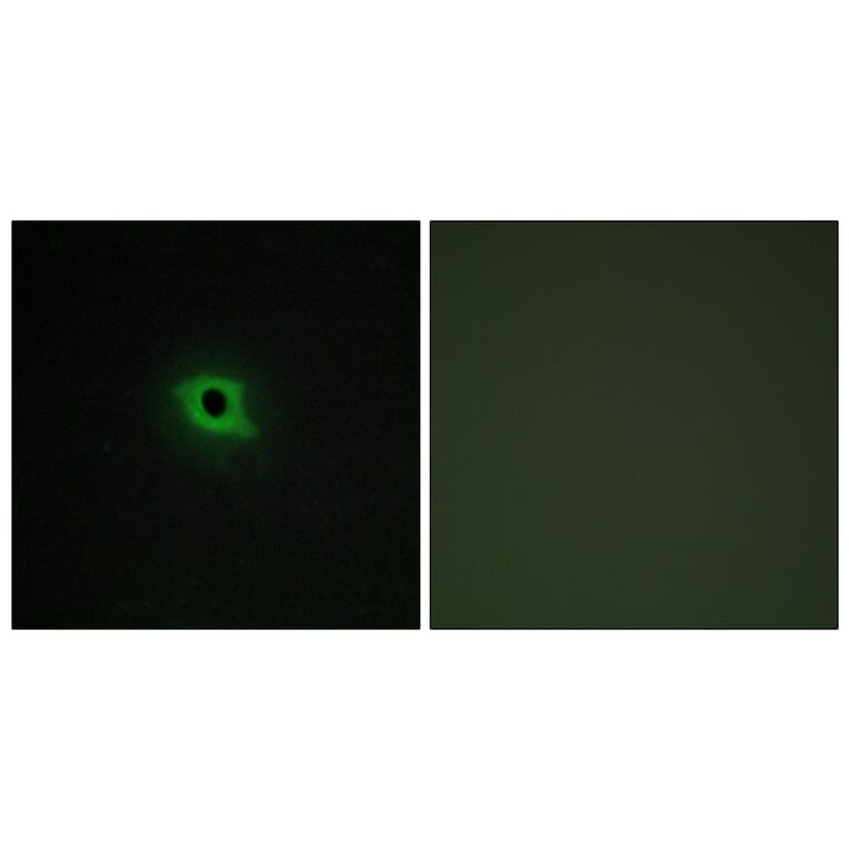 Immunofluorescence - Anti-DGKK Antibody (C11181) - Antibodies.com