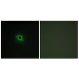 Immunofluorescence - Anti-DGKK Antibody (C11181) - Antibodies.com