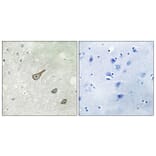 Immunohistochemistry - Anti-DGKK Antibody (C11181) - Antibodies.com