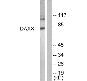 Western Blot - Anti-Daxx Antibody (B0419) - Antibodies.com