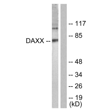 Western Blot - Anti-Daxx Antibody (B0419) - Antibodies.com