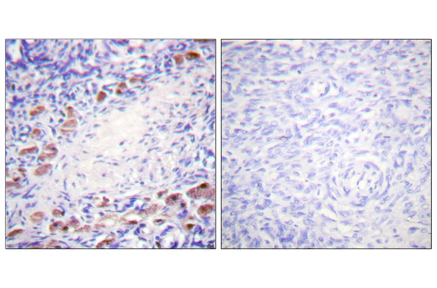 Immunohistochemistry - Anti-Daxx Antibody (B0419) - Antibodies.com