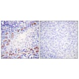 Immunohistochemistry - Anti-Daxx Antibody (B0419) - Antibodies.com