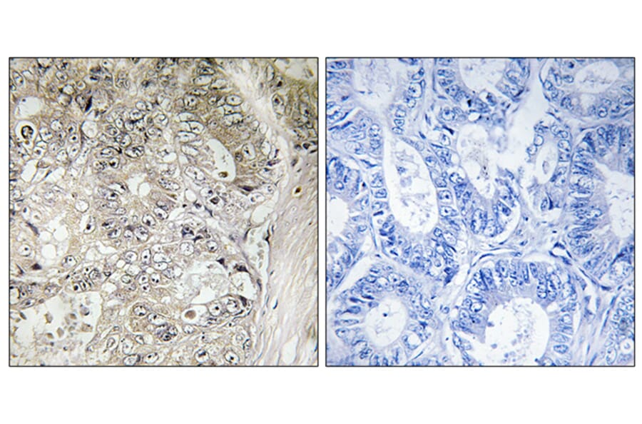 Immunohistochemistry - Anti-CST1 Antibody (C15283) - Antibodies.com