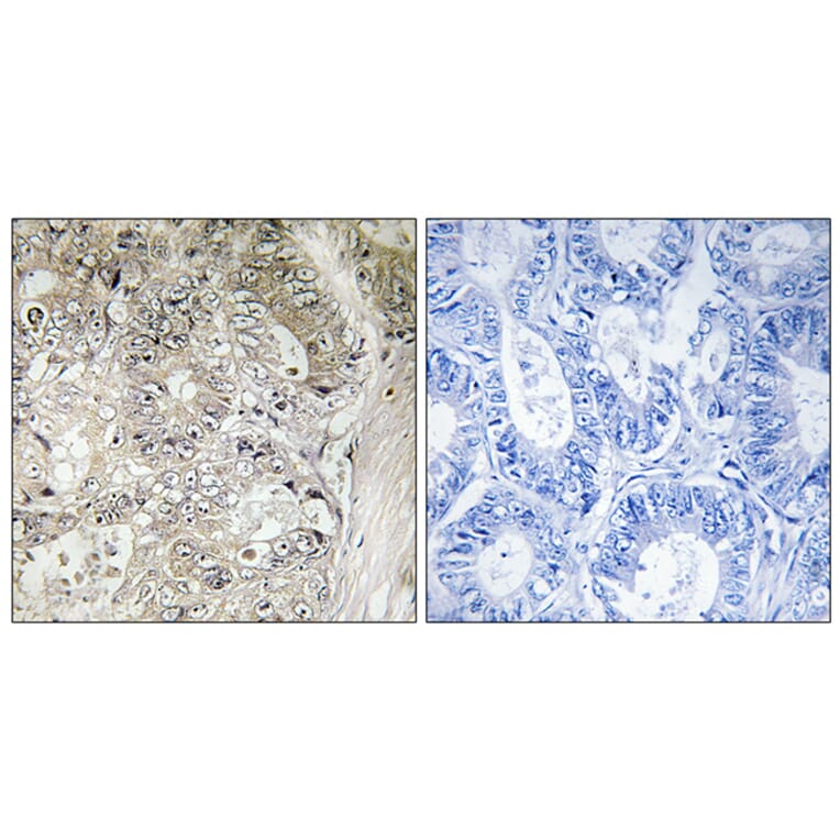 Immunohistochemistry - Anti-CST1 Antibody (C15283) - Antibodies.com