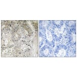 Immunohistochemistry - Anti-CST1 Antibody (C15283) - Antibodies.com