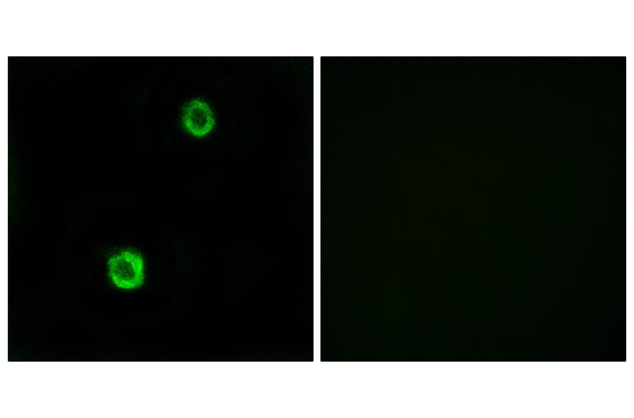 Immunofluorescence - Anti-CST1 Antibody (C15283) - Antibodies.com