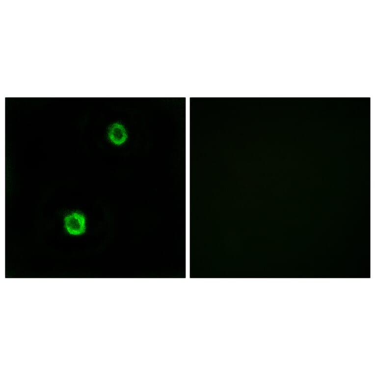 Immunofluorescence - Anti-CST1 Antibody (C15283) - Antibodies.com