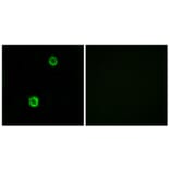 Immunofluorescence - Anti-CST1 Antibody (C15283) - Antibodies.com