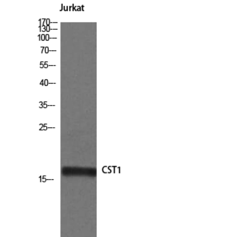 Western Blot - Anti-CST1 Antibody (C15283) - Antibodies.com