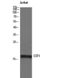 Western Blot - Anti-CST1 Antibody (C15283) - Antibodies.com