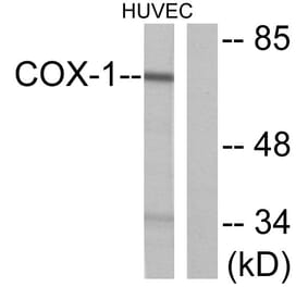 Western Blot - Anti-Cox1 Antibody (C0159) - Antibodies.com