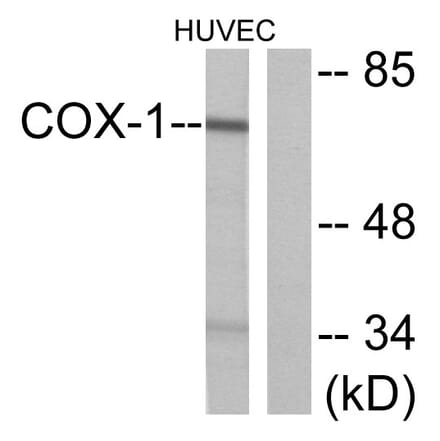 Western Blot - Anti-Cox1 Antibody (C0159) - Antibodies.com