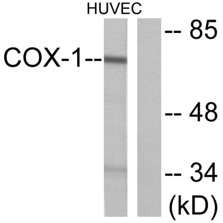Western Blot - Anti-Cox1 Antibody (C0159) - Antibodies.com