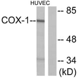 Western Blot - Anti-Cox1 Antibody (C0159) - Antibodies.com