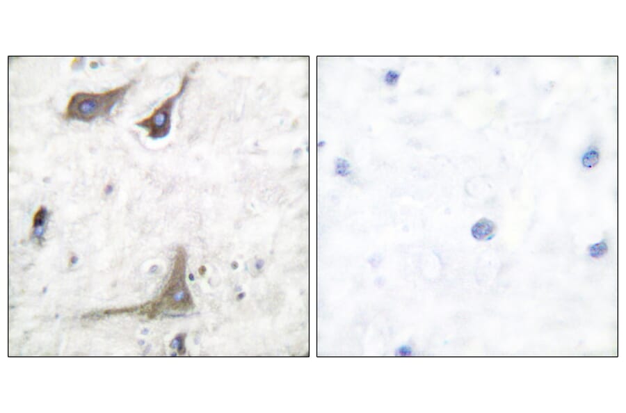 Immunohistochemistry - Anti-Cox1 Antibody (C0159) - Antibodies.com
