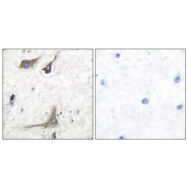 Immunohistochemistry - Anti-Cox1 Antibody (C0159) - Antibodies.com