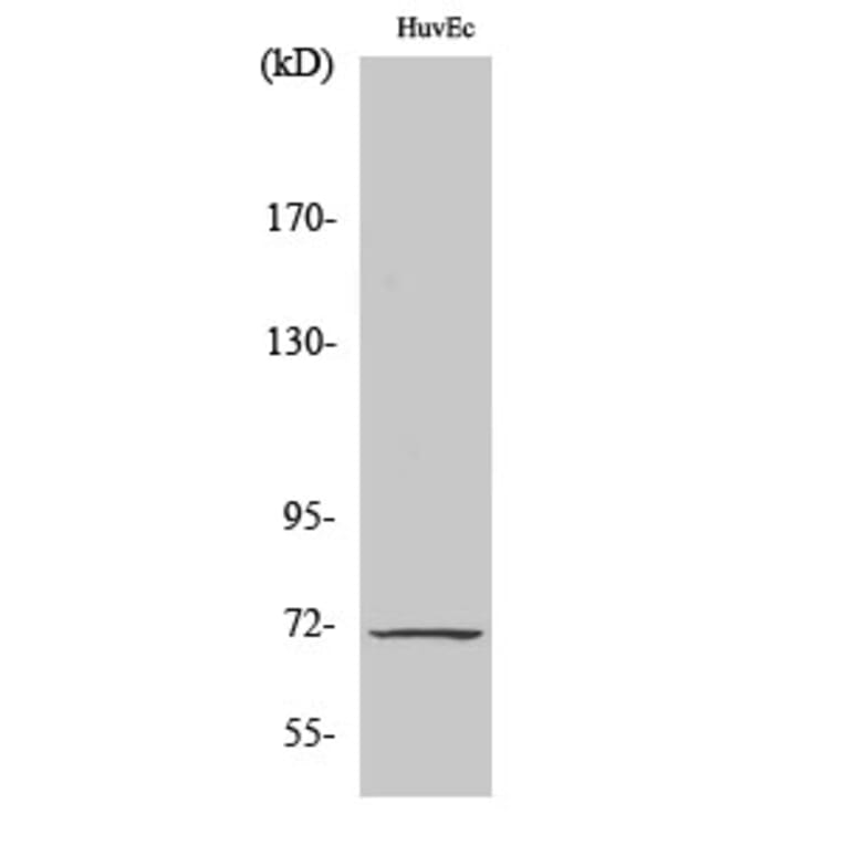 Western Blot - Anti-Cox1 Antibody (C0159) - Antibodies.com