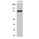 Western Blot - Anti-CHML Antibody (C18118) - Antibodies.com