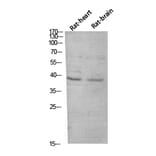 Western Blot - Anti-CER1 Antibody (C30601) - Antibodies.com