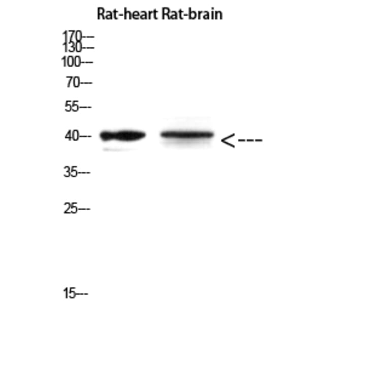 Western Blot - Anti-CER1 Antibody (C30601) - Antibodies.com