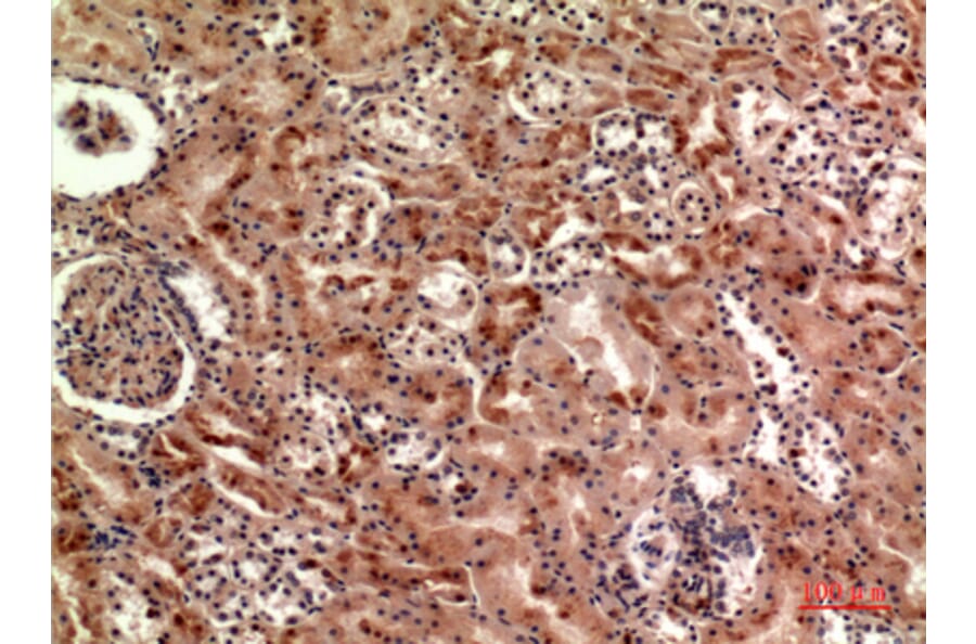 Immunohistochemistry - Anti-CER1 Antibody (C30601) - Antibodies.com