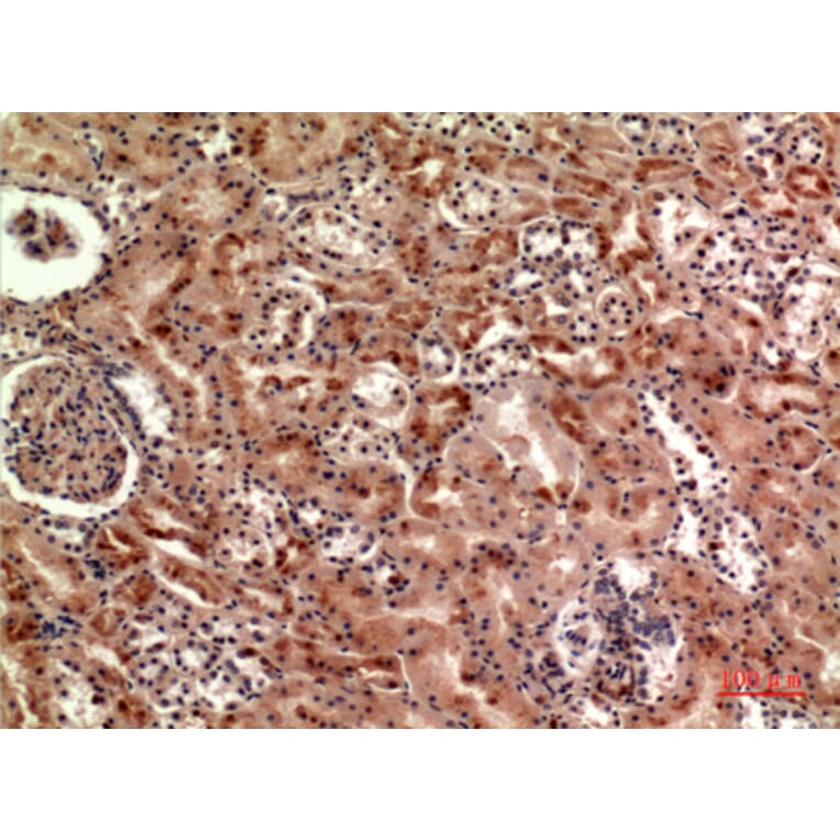 Immunohistochemistry - Anti-CER1 Antibody (C30601) - Antibodies.com