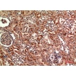 Immunohistochemistry - Anti-CER1 Antibody (C30601) - Antibodies.com