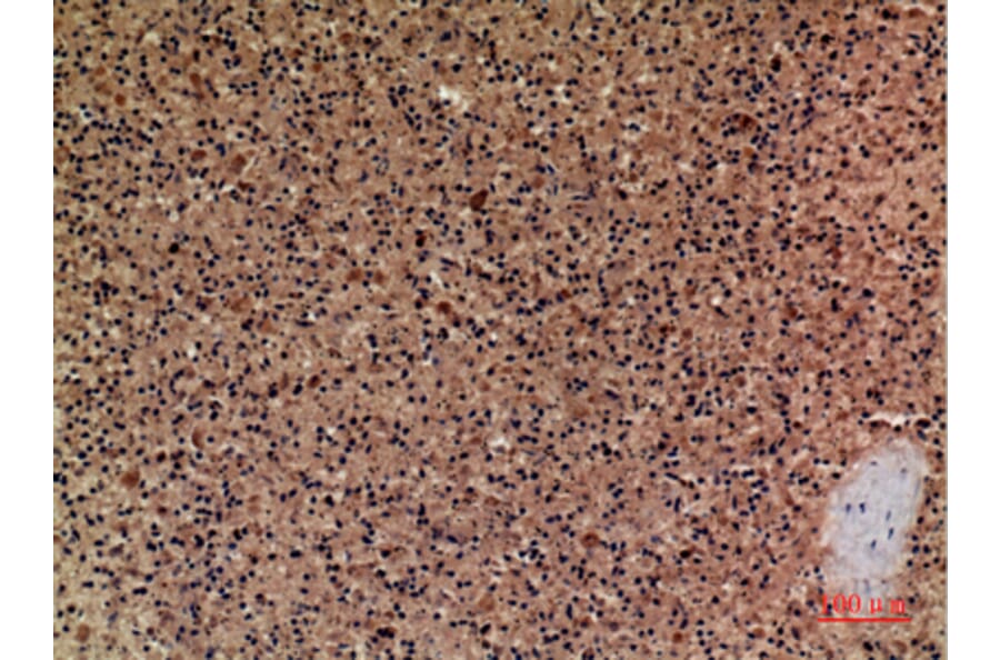 Immunohistochemistry - Anti-CER1 Antibody (C30601) - Antibodies.com