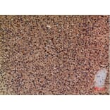 Immunohistochemistry - Anti-CER1 Antibody (C30601) - Antibodies.com