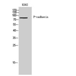 Western Blot - Anti-CDH3 Antibody (C12101) - Antibodies.com