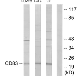 Western Blot - Anti-CD83 Antibody (C12161) - Antibodies.com