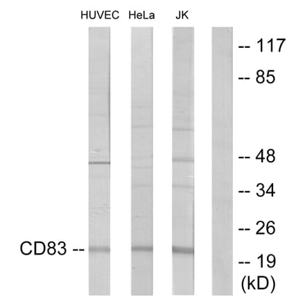 Western Blot - Anti-CD83 Antibody (C12161) - Antibodies.com
