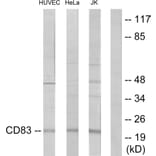 Western Blot - Anti-CD83 Antibody (C12161) - Antibodies.com