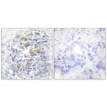 Immunohistochemistry - Anti-CD83 Antibody (C12161) - Antibodies.com