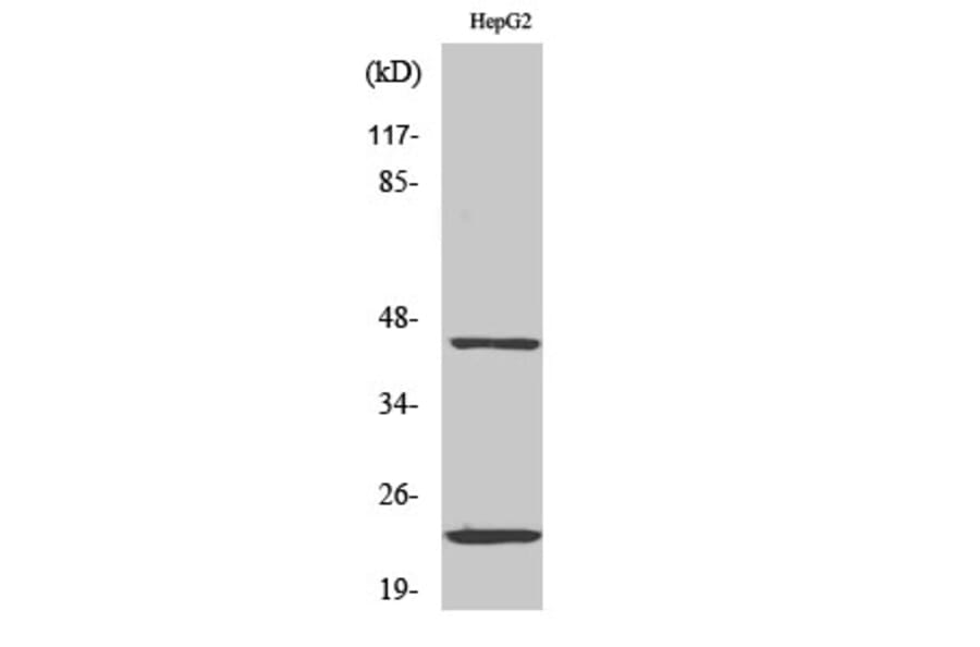 Western Blot - Anti-CD83 Antibody (C12161) - Antibodies.com